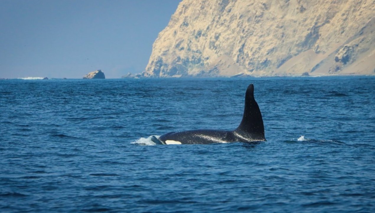 /aumentan-los-avistamientos-de-cetaceos-en-la-region-de-antofagasta