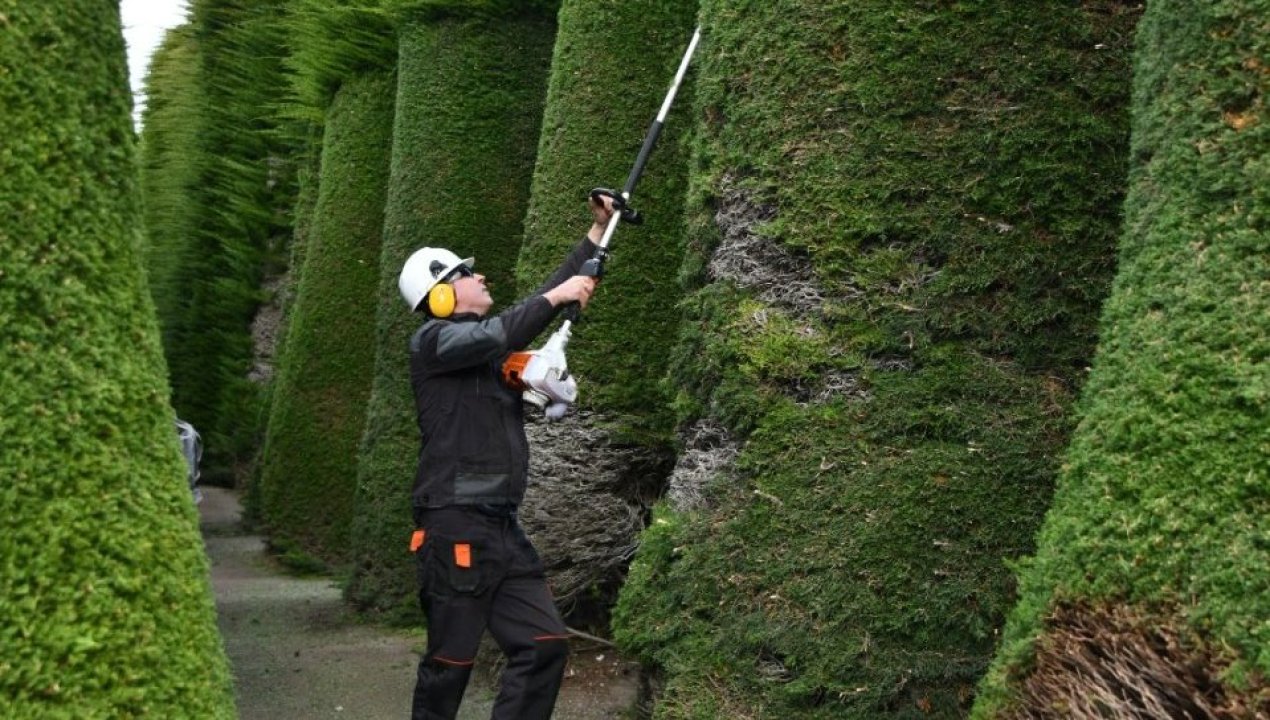 /cementerio-municipal-amplia-su-horario-e-inicia-poda-de-cipreses