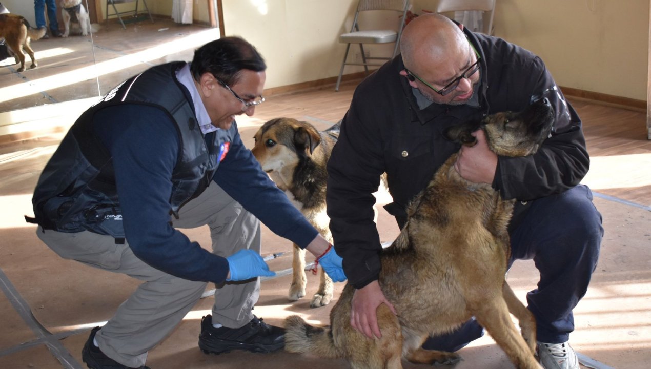 /seremi-de-salud-magallanes-realiza-operativo-de-vacunacion-de-mascotas-en