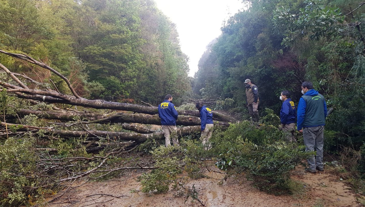 /conaf-los-rios-por-tala-de-arboles-en-parque-nacional-alerce-costero-se-buscaran-los-responsables-por-este-dano-realizado-en-un-patrimonio-de-todos