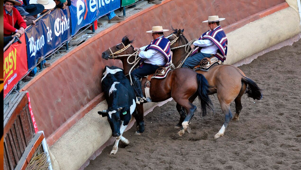 /ong-solicita-a-comite-olimpico-quitar-al-rodeo-su-condicion-de-deporte-nacional