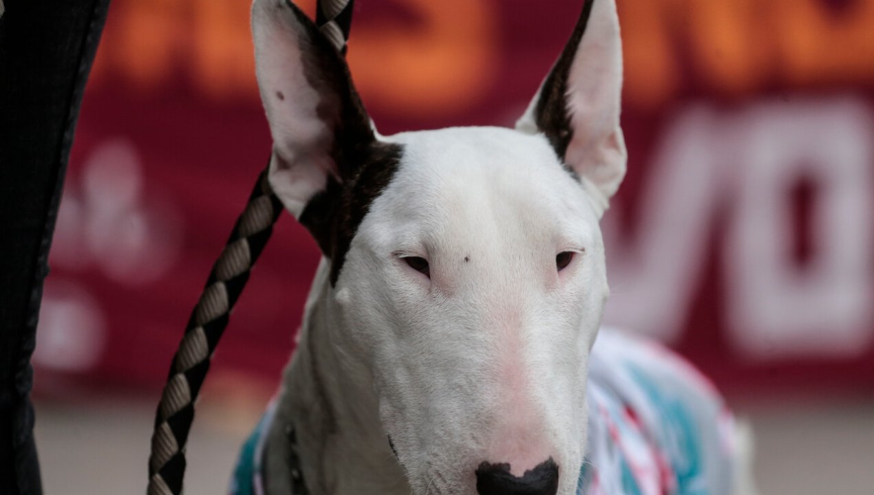 /apunalan-a-chofer-de-autobus-en-argentina-atropello-a-un-perro-y-no-se-detuvo-a-ayudarlo
