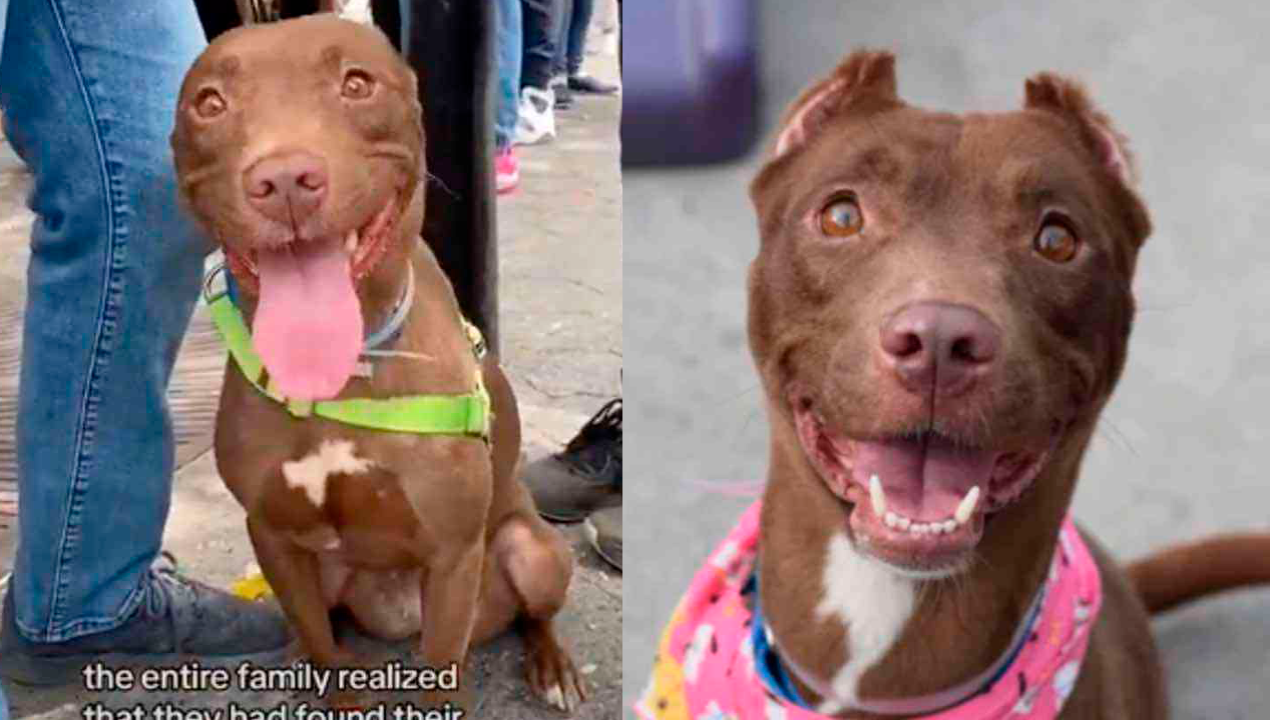 /internacional/estados-unidos/eeuu-familia-encontro-a-su-perrita-en-un-evento-de-adopcion-tras-5-meses