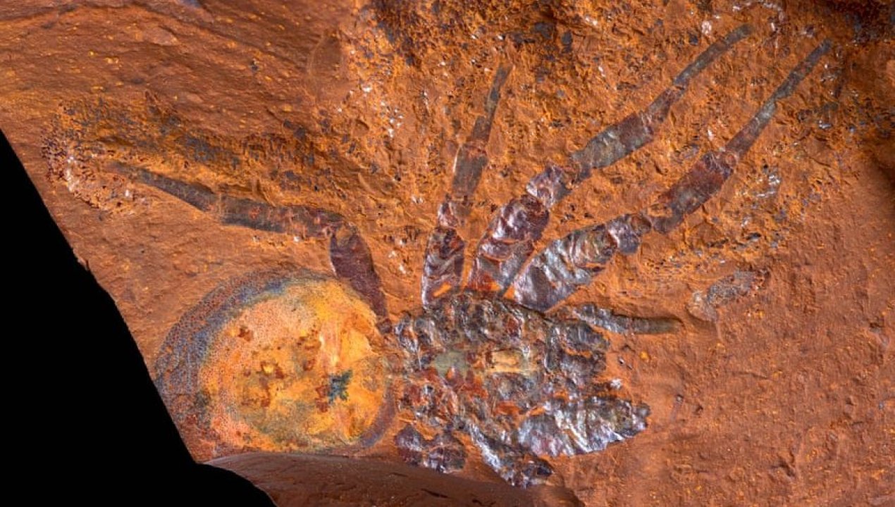 /tendencias/ciencia/flora-y-fauna/vivio-hace-16-millones-de-anos-encuentran-fosil-de-arana-gigante-en