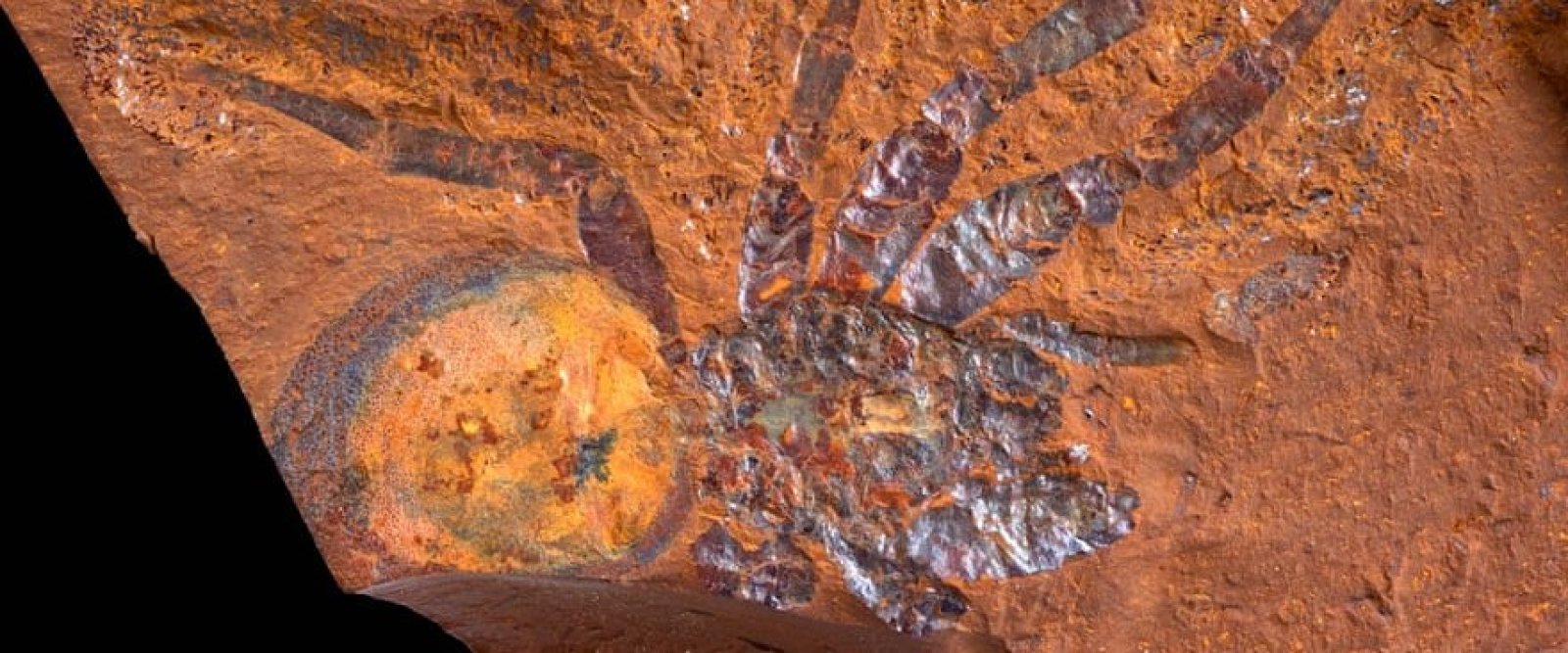 Vivió hace 16 millones de años: Encuentran fósil de araña gigante en Australia