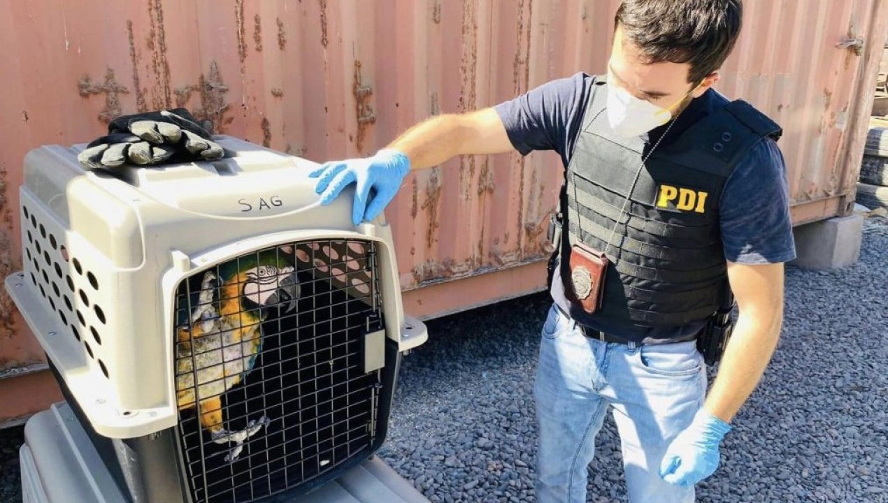 /regionales/region-de-tarapaca/detienen-a-hombre-por-maltrato-animal-en-alto-hospicio-tenia-5-guacamayos