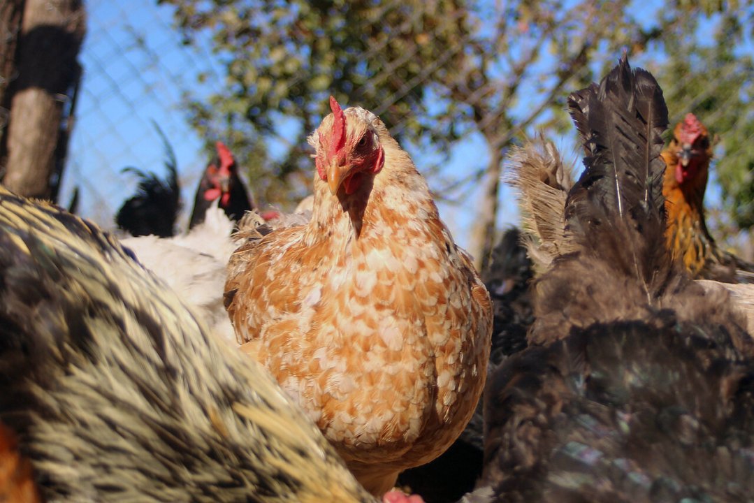 /actualidad/agricultura/influenza-aviar-minagri-anuncia-nuevo-seguro-para-pequenos-y-medianos
