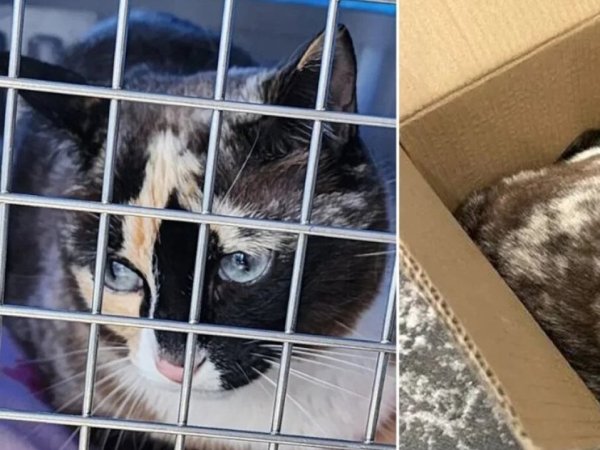 Gata es enviada por error en un caja de zapatos: Viajó alrededor de mil kilómetros