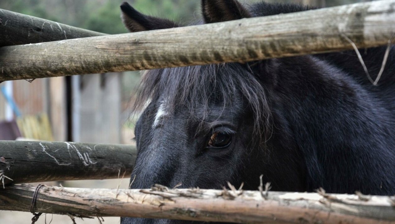 /actualidad/medio-ambiente/animales/preocupacion-por-brote-de-anemia-infecciosa-en-caballos-de-chile