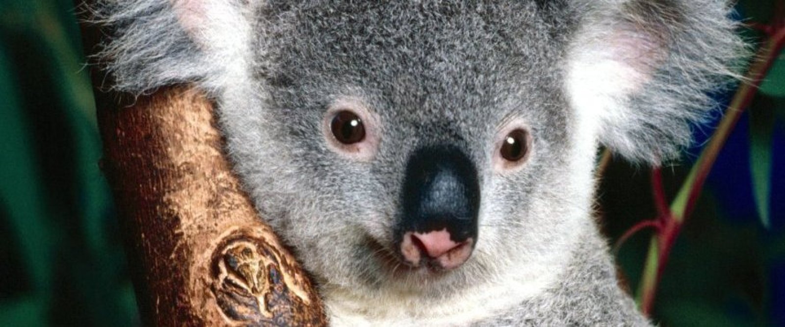 Controversia en Australia por sacrificación masiva de koalas tras incendio forestal