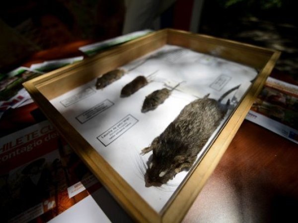 Confirman segunda muerte por hantavirus en Los Lagos y refuerzan llamado a la prevención