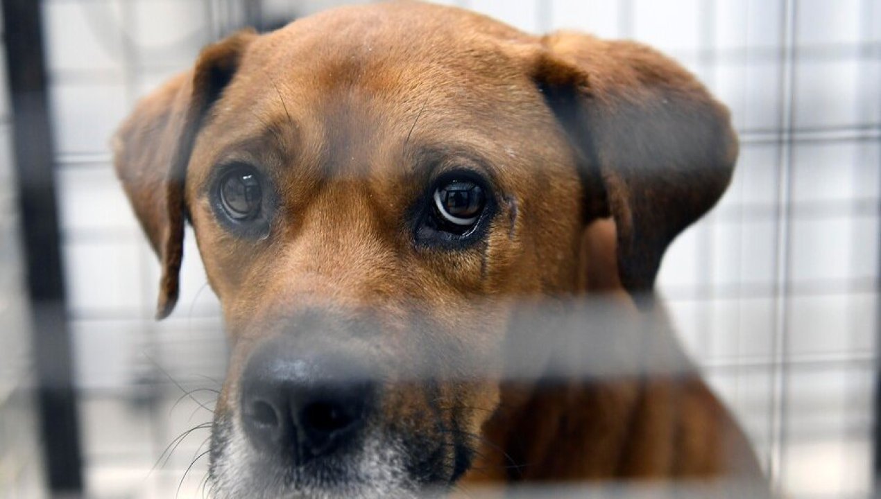 /regionales/region-de-los-rios/formalizan-a-pareja-por-maltrato-animal-y-agresion-a-menor-en-mariquina