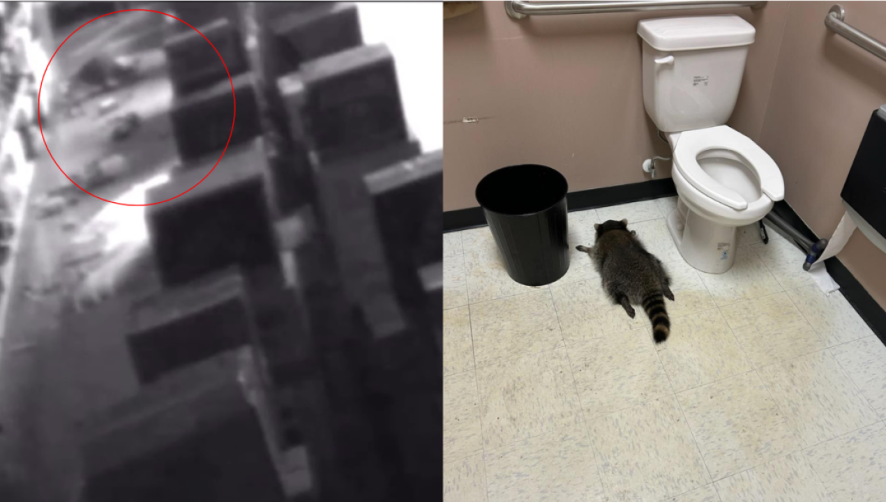 /magazine/mapache-protagoniza-saqueo-en-licoreria-y-acaba-ebrio-en-el-bano